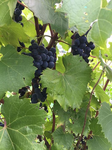 Grapes on the vine at at Petoskey Farms Vineyard & Winery