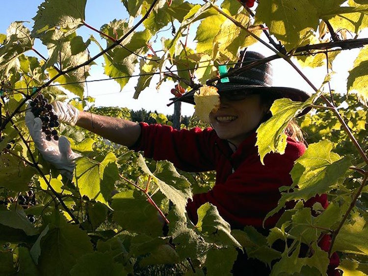 Picking grapes at Petoskey Farms Vineyard & Winery