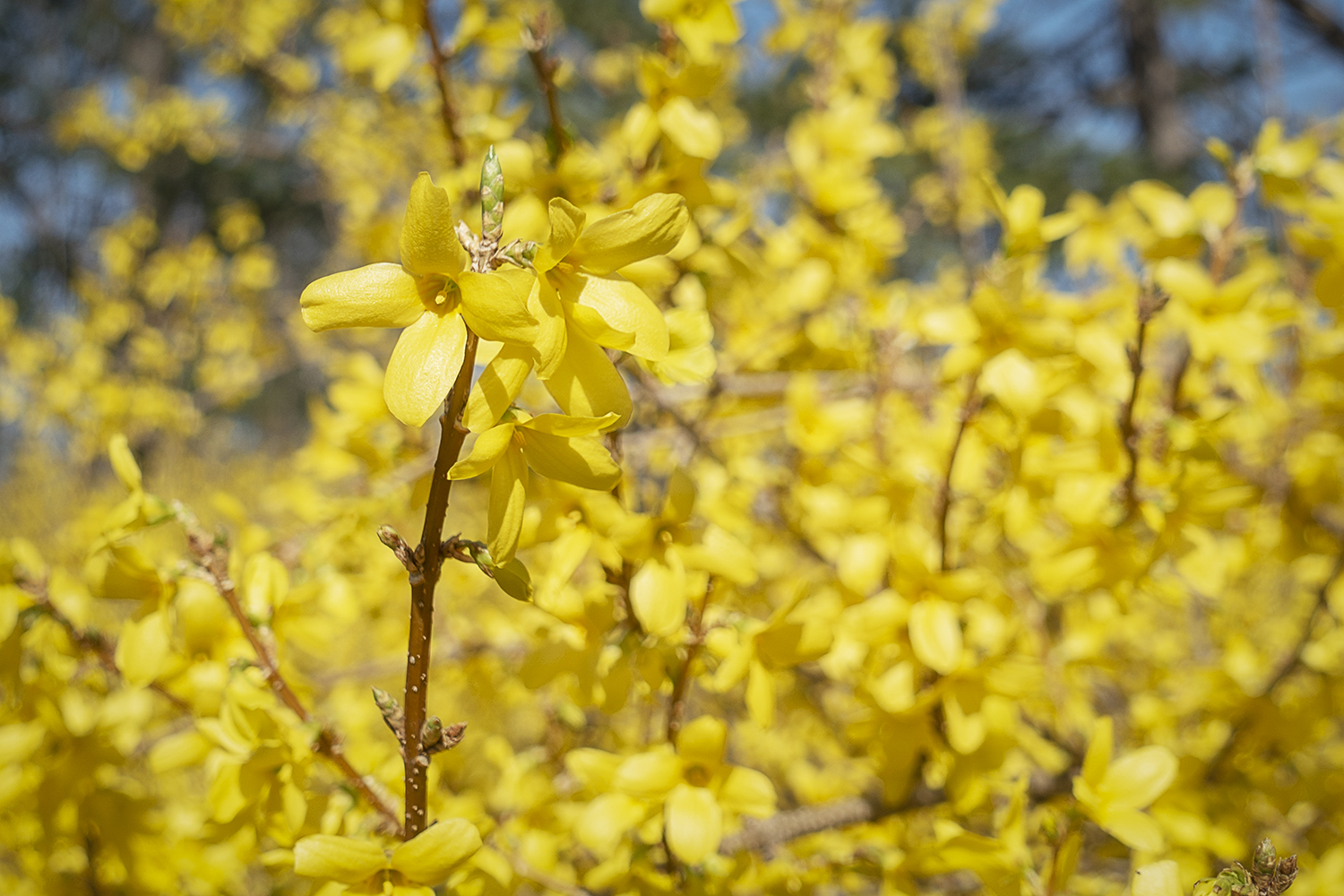 Forsythia bushes line the border of the estate near the bee hotel at the Applewood Estate.