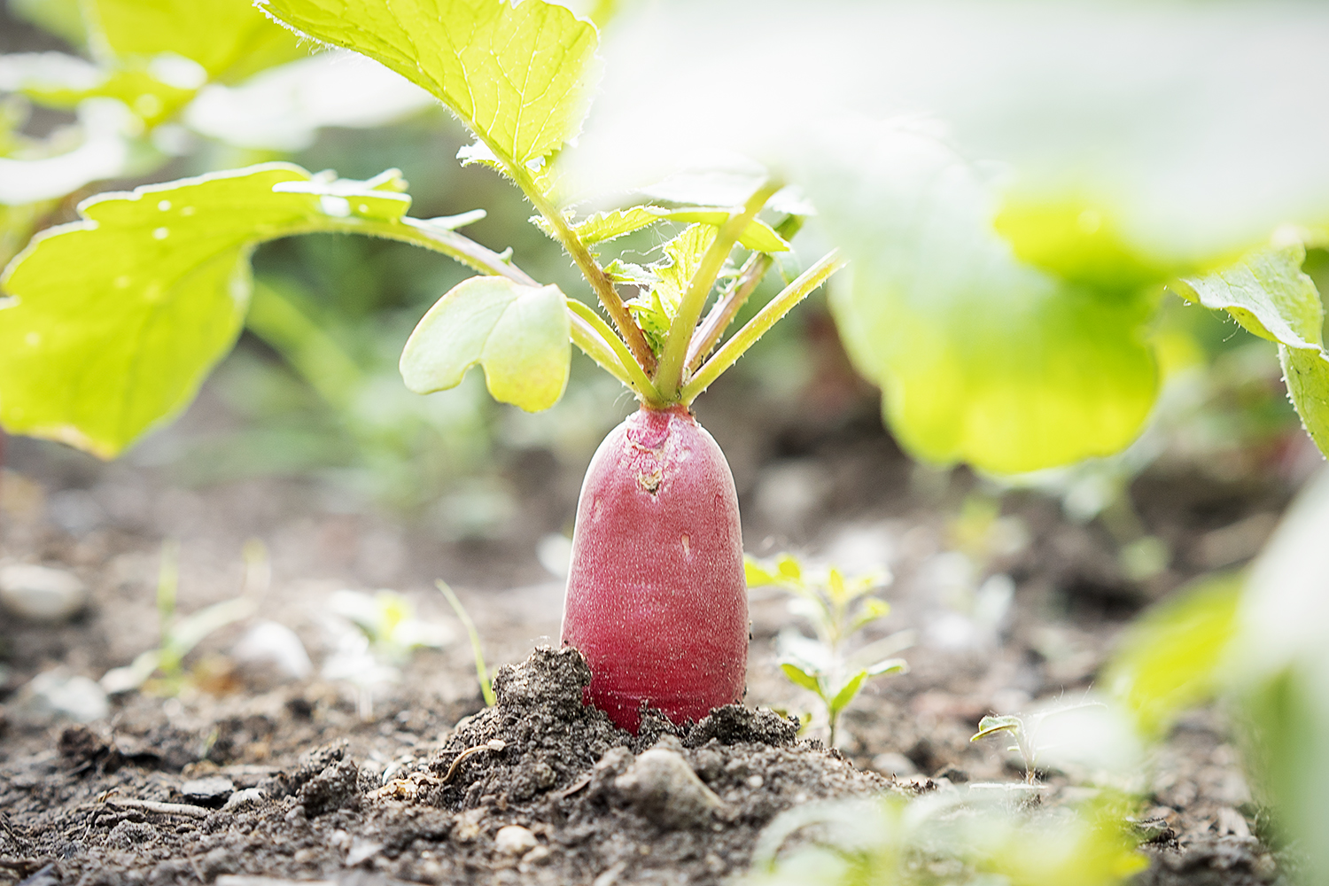 A radish waits to be harvested in the garden at Durant-Tuuri-Mott Elementary.