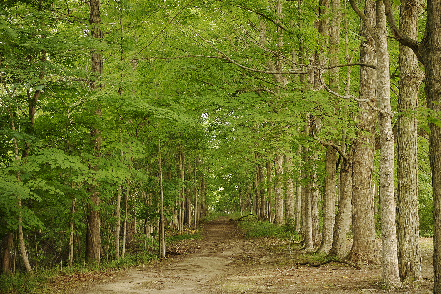 Flushing, MI - Monday, July 16, 2018: A view of a trail leading down to the Flint River at the Flushing County Park.