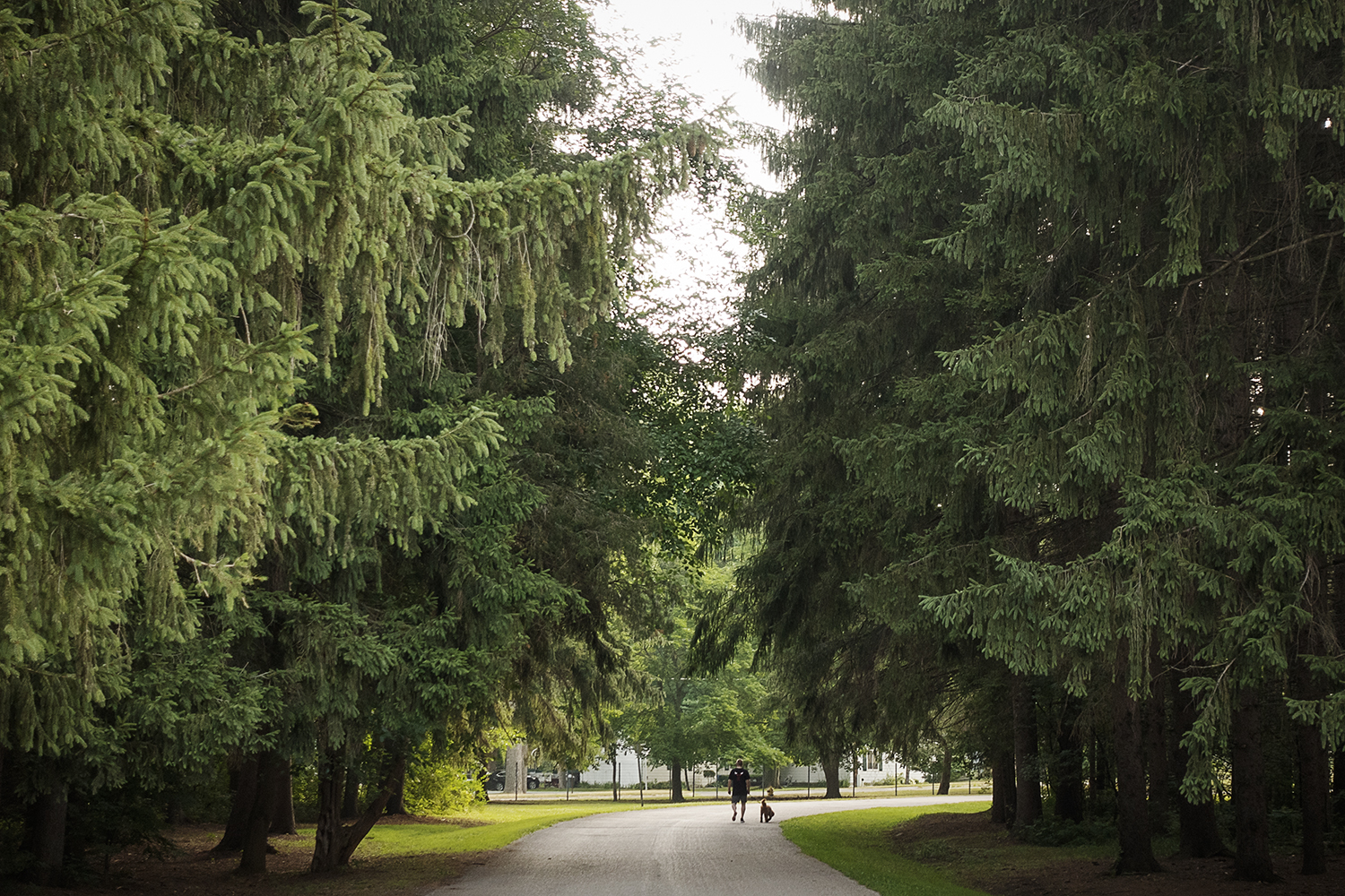 Flushing, MI - Monday, July 16, 2018: A visitor walks his dog around the 1 mile loop at the Flushing County Park.