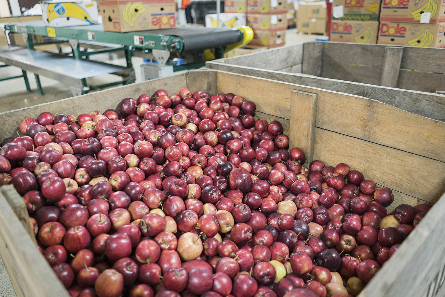 A large crate of apples waits to be sorted in the warehouse of the Food Bank of Eastern Michigan.