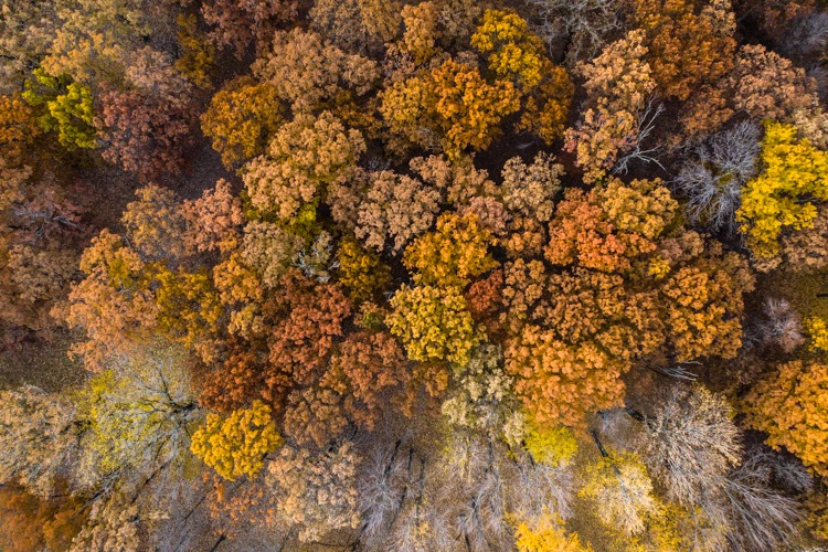 A view from above Max Brandon Park, a 107-acre urban forest in Flint, in fall 2018.