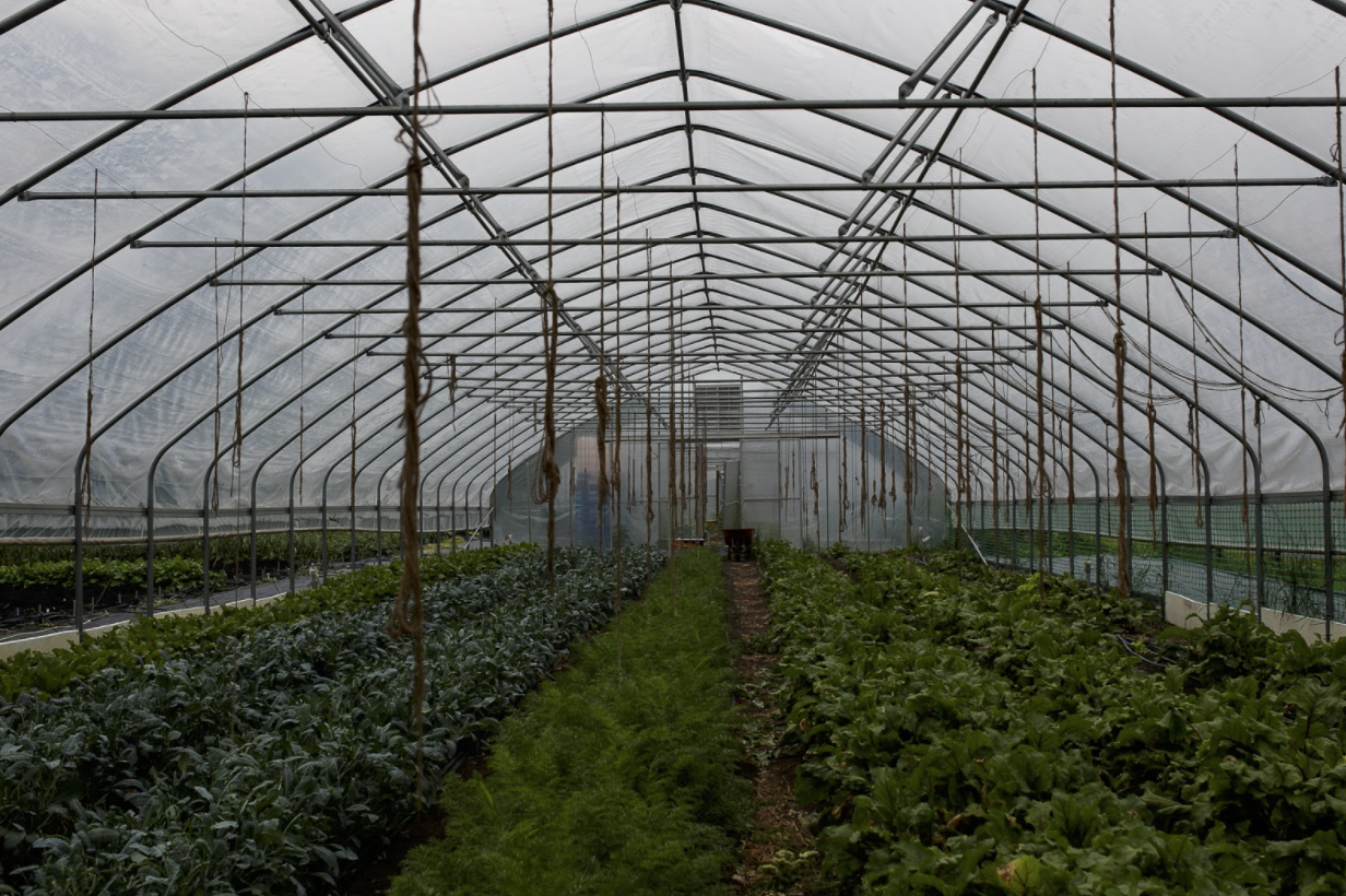 Vegetables housed inside one of Asbury Farms' hoop houses.