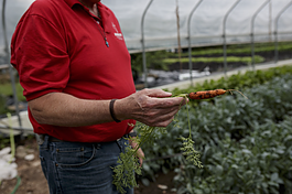 Rev. McDoniel shows a carrot grown on Asbury Farms in the Eastside Franklin Park neighborhood.