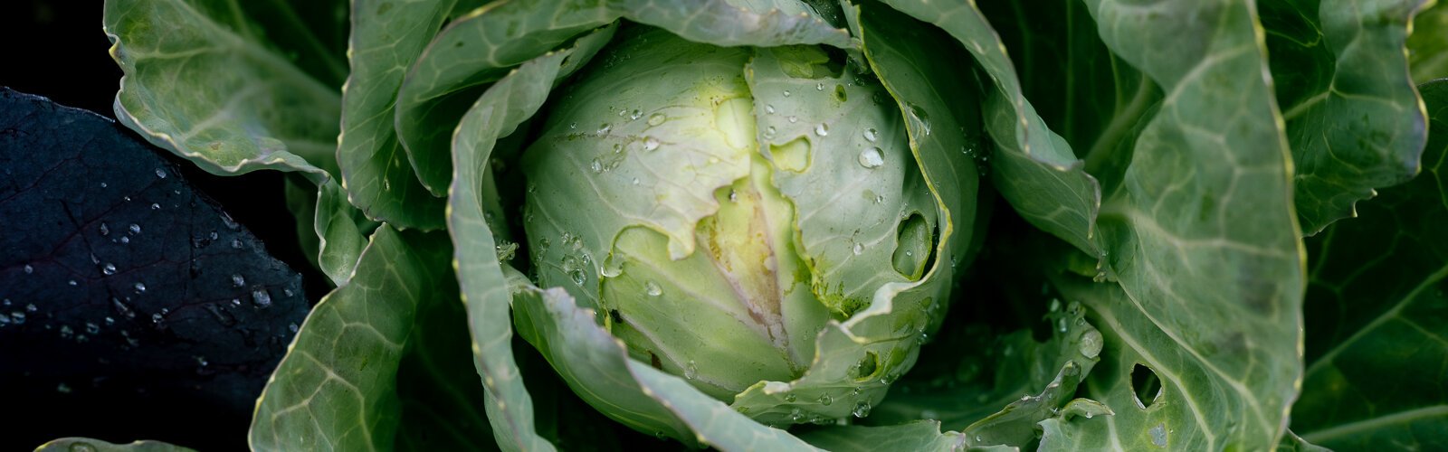 Cabbage in AIHFS' garden.