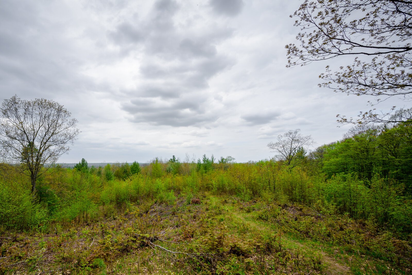 Pigeon River Country State Forest