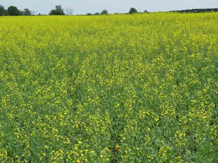 A flowering canola field at B & B Farms