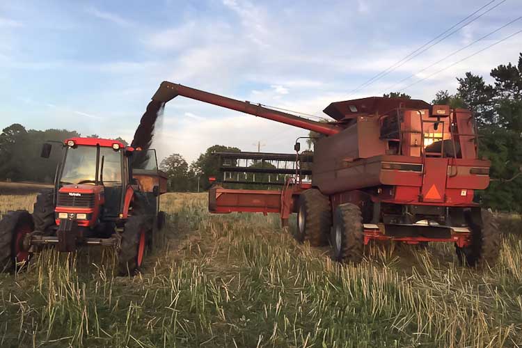 Harvesting canola at B & B Farms