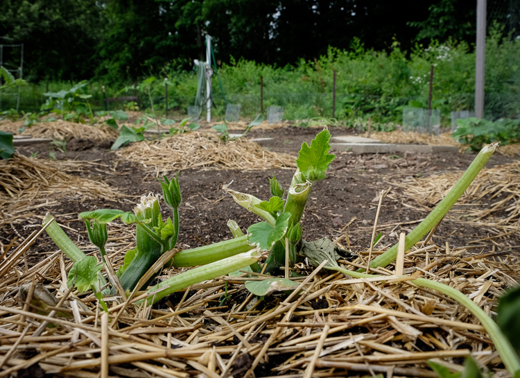 Even vandalized, this garden continues to nourish both the body and the soul. 