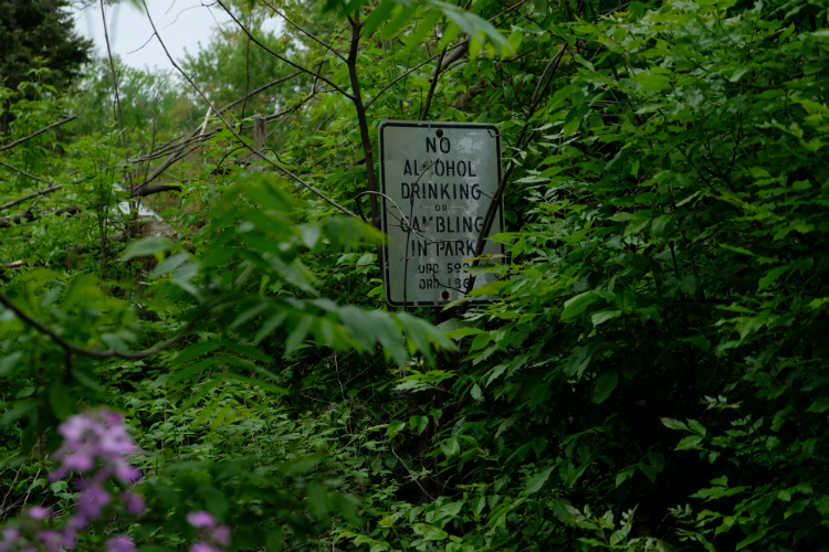 Overgrowth is commonplace throughout Dougherty Park, the hidden park within the Civic park neighborhood. 