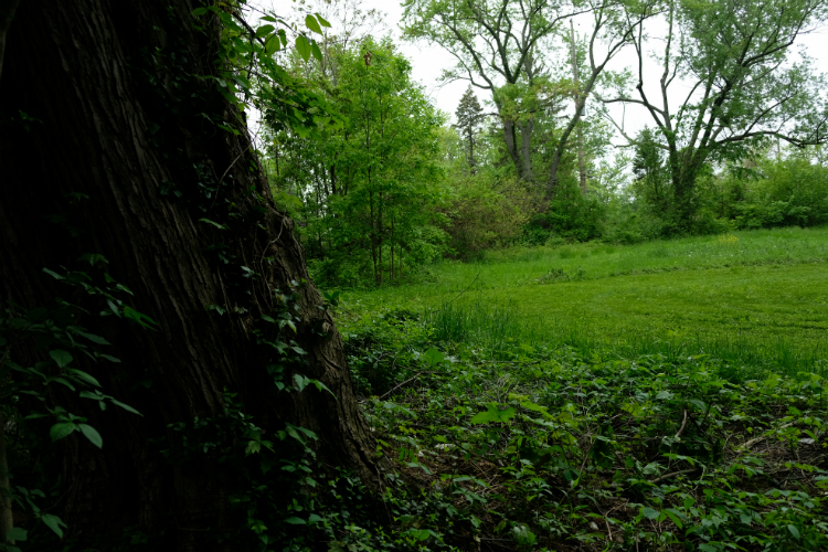 Despite years of neglect, Doughery Park shows potential to be an oasis of nature and beauty in the center of the city.