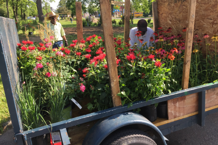 Volunteers placed 190 plants—including goatsbeard, wisteria, clematis, roses, coneflower, bee balm, and butterfly weed—in the new peace garden.