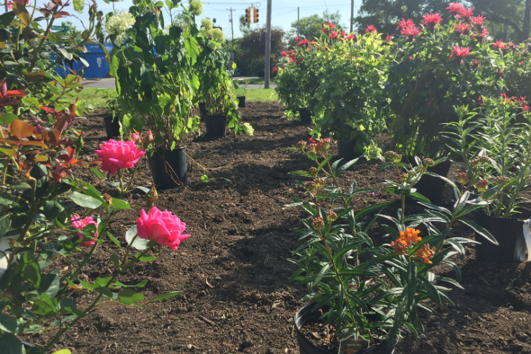 About 190 plants are taking root in the new Martin Luther King Avenue Peace Garden on the northside of Flint.