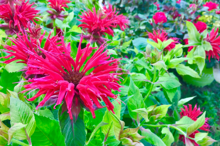 About 190 plants are taking root in the new Martin Luther King Avenue Peace Garden on the northside of Flint.