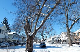 A grant from the Charles Stewart Mott Foundation will help the Genesee Conservation District remove dying or dangerous trees in the city.
